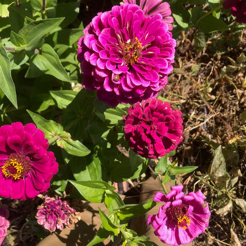 Northern Lights & Candy Cane Zinnia Mix